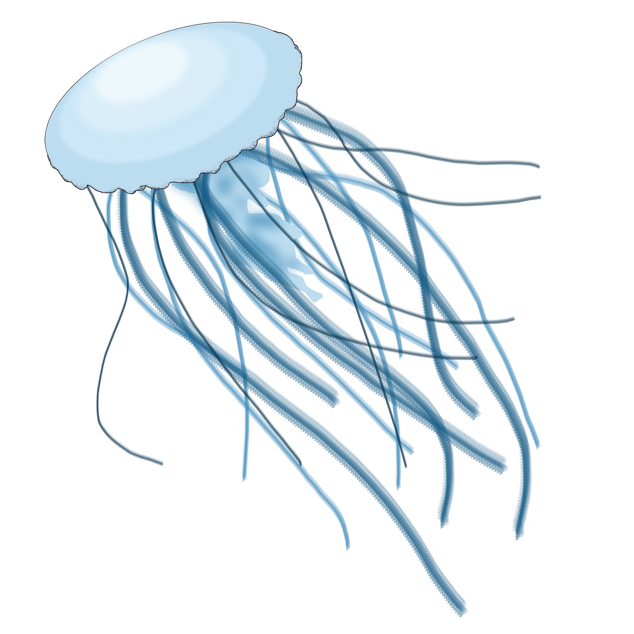 jellyfish sea animal free photo