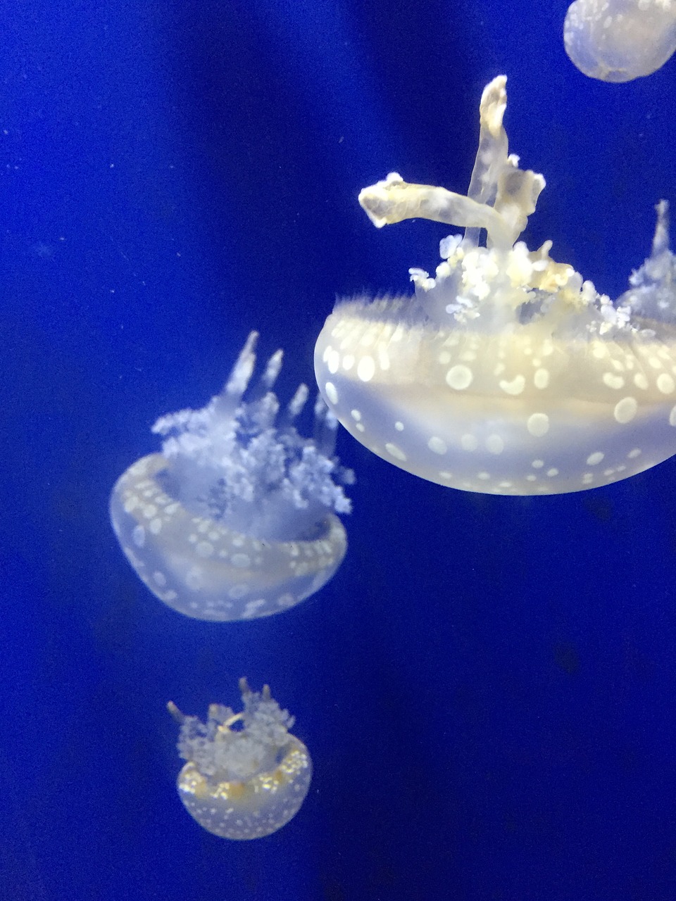jellyfish aquarium blue free photo