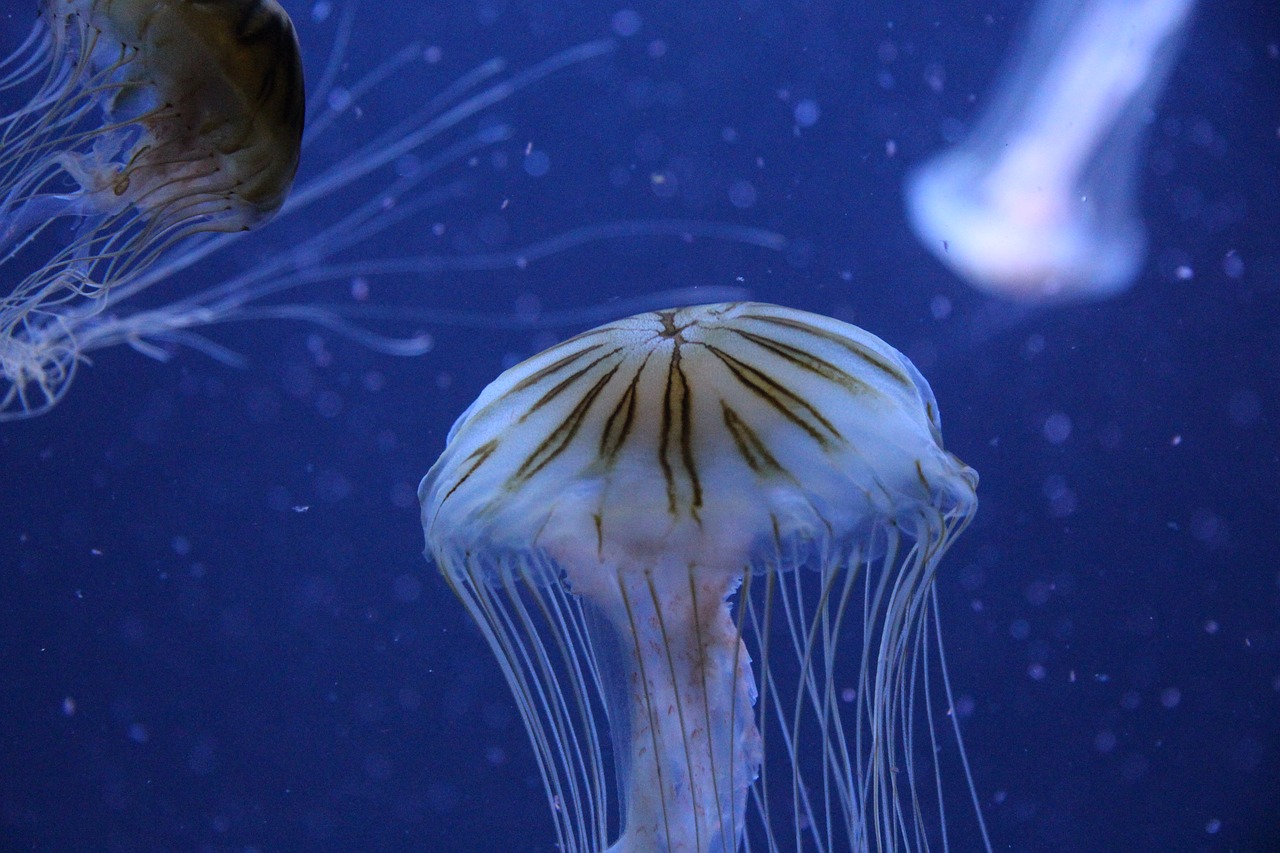 jellyfish berlin zoo germany free photo