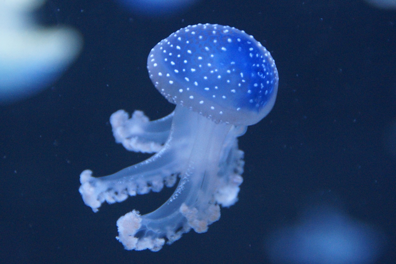 jellyfish mollusk fluorescent free photo