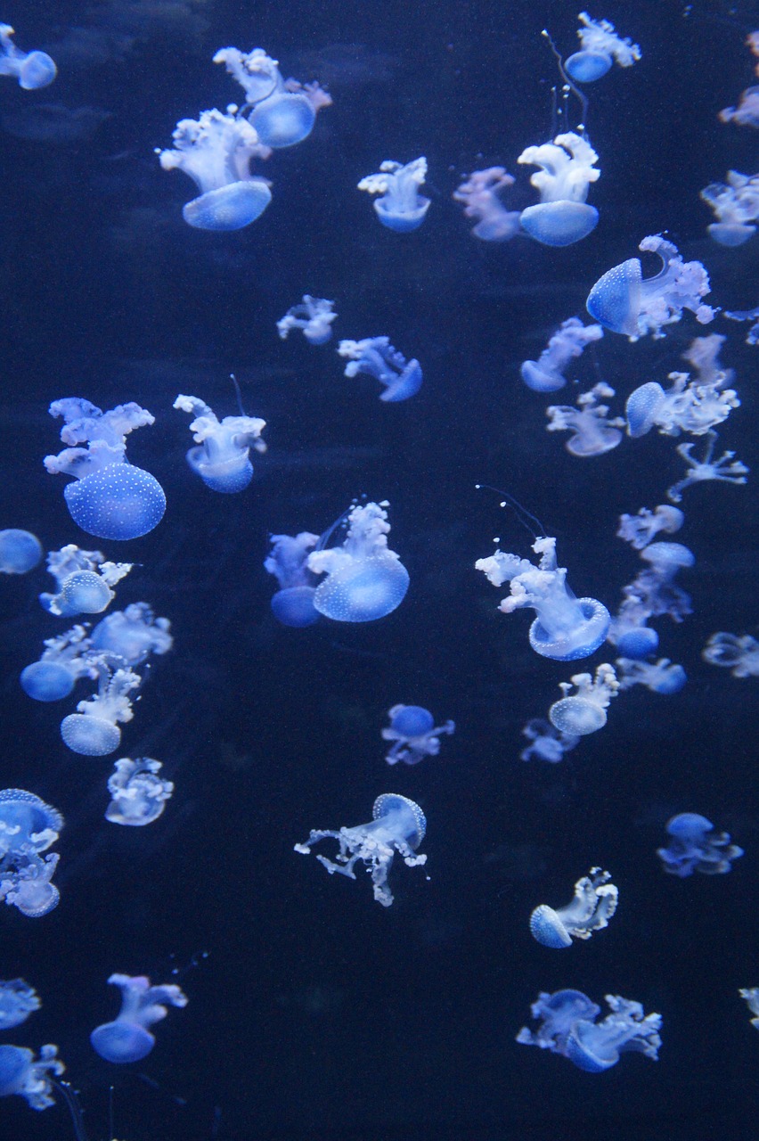 jellyfish mollusk fluorescent free photo