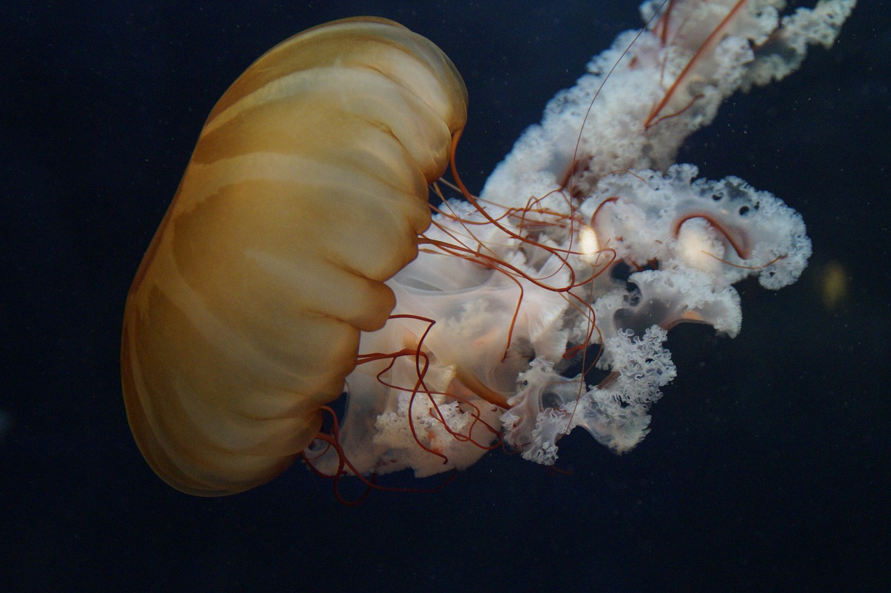 jellyfish mollusk fluorescent free photo