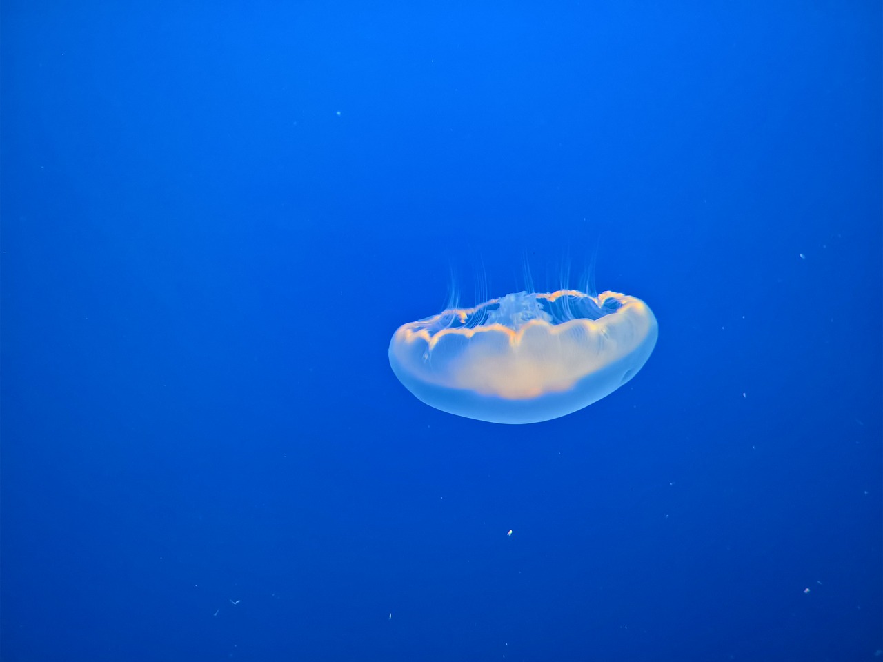 jellyfish ocean marine free photo