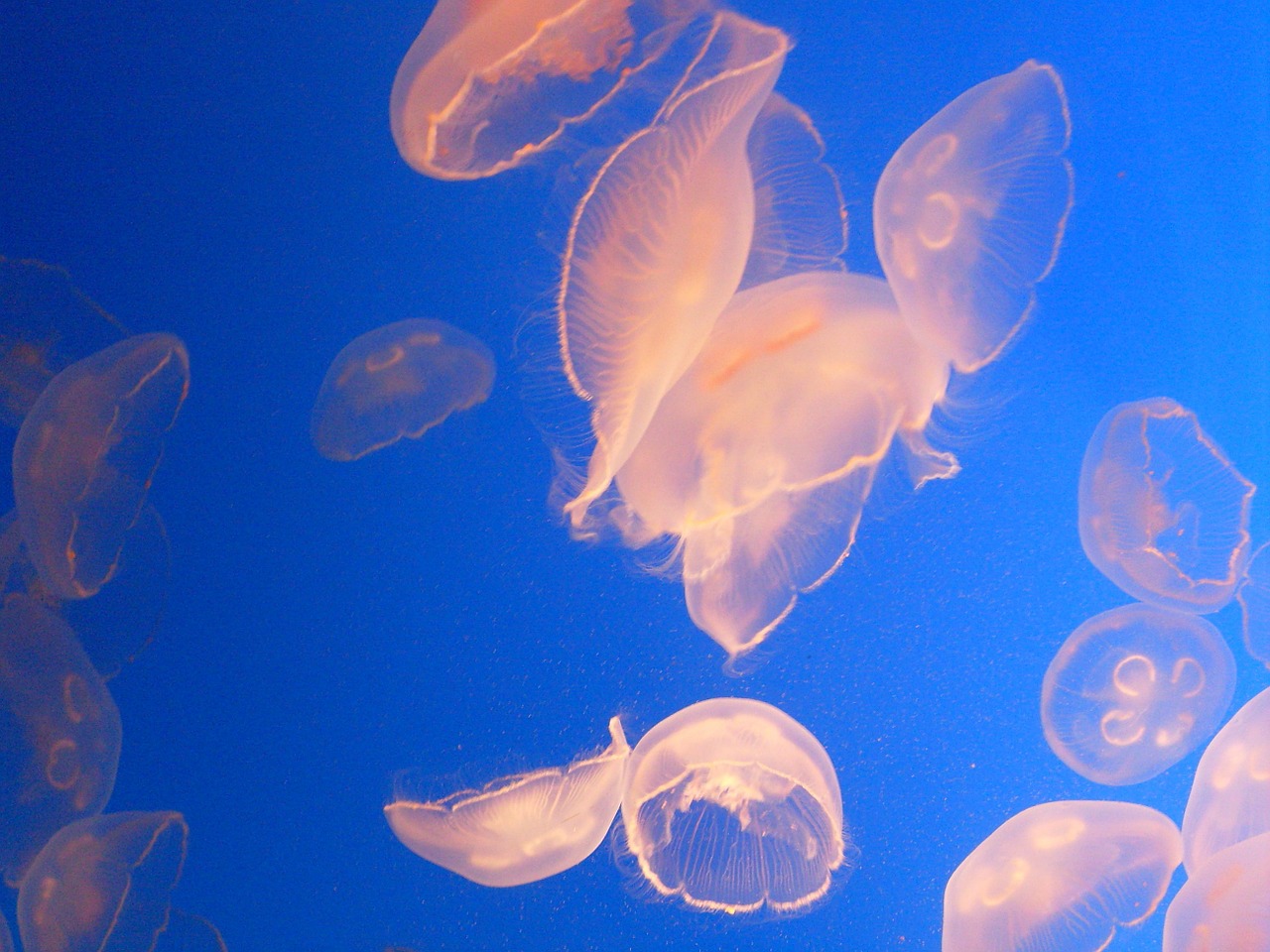 jellyfish aquarium sea free photo