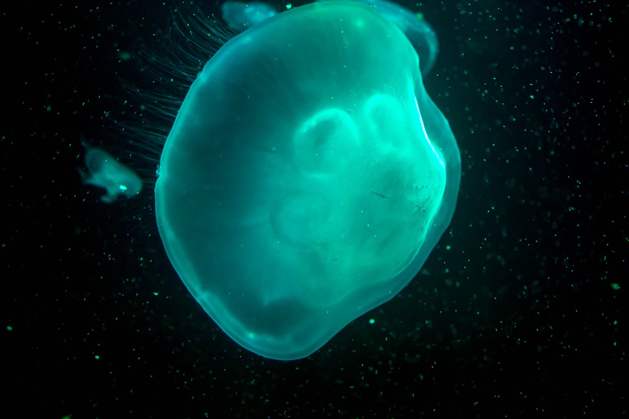 jellyfish dark turquoise free photo