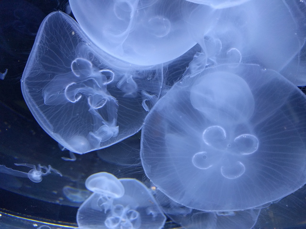 jellyfish aqua water free photo