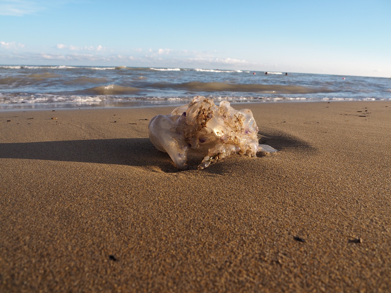 jellyfish water sea free photo