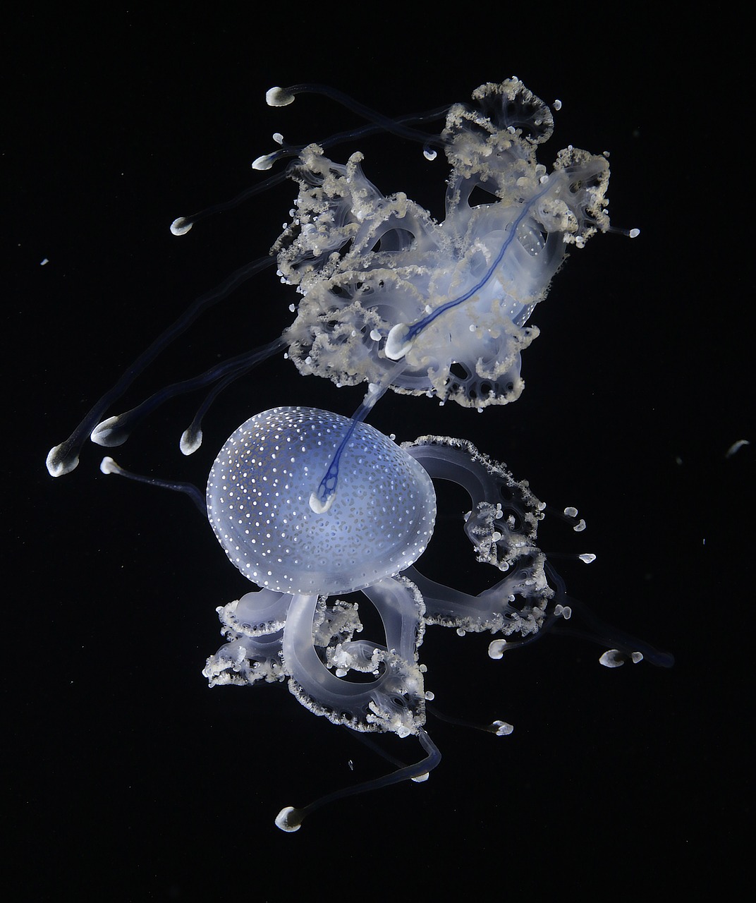jellyfish animal water free photo
