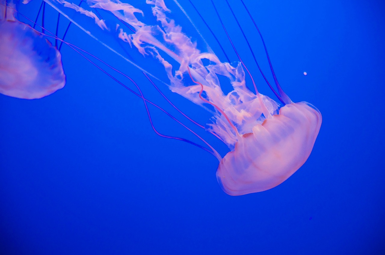 jellyfish aquatic animal free photo