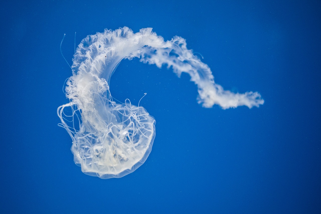 jellyfish aquatic animal free photo