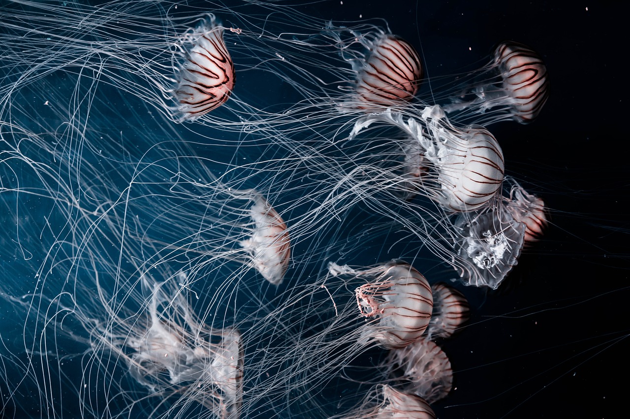 jellyfish aquatic animal free photo
