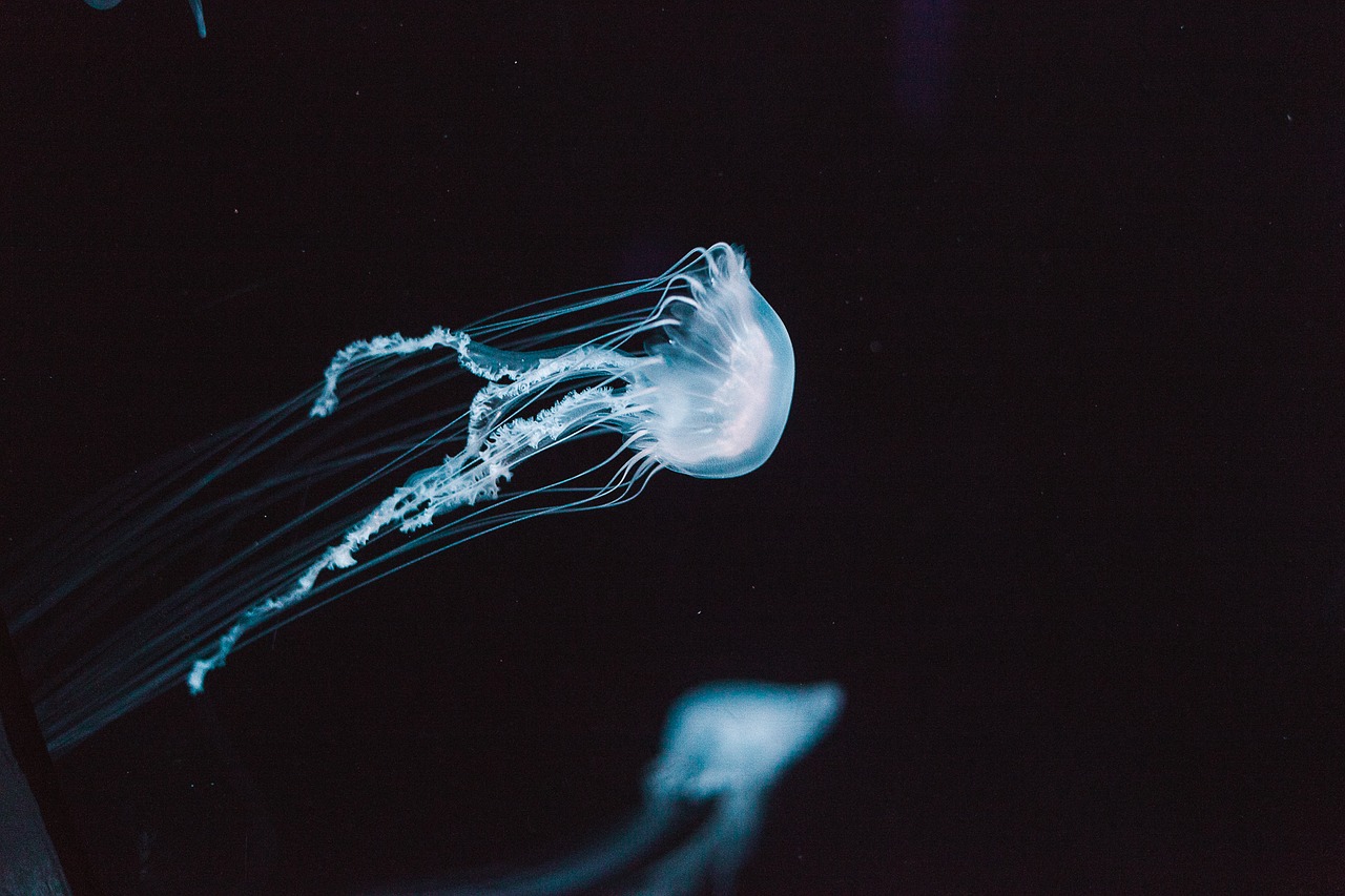 jellyfish aquatic animal free photo