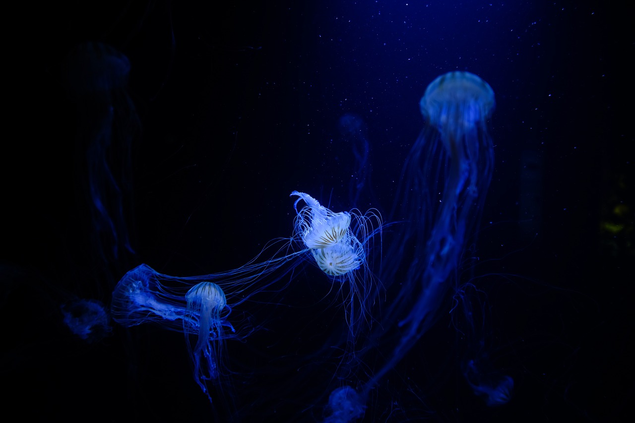 jellyfish aquatic animal free photo