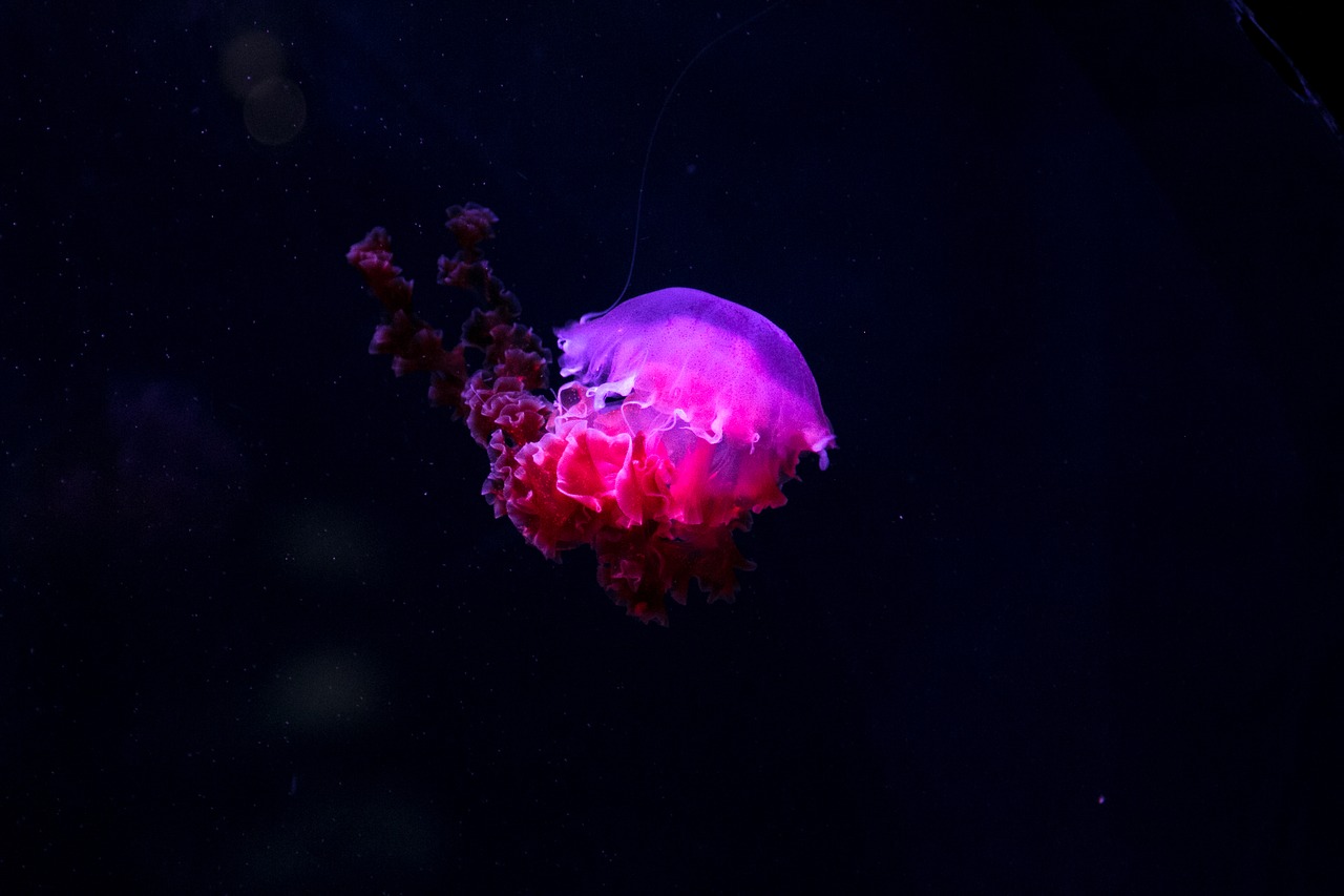 jellyfish underwater deep free photo