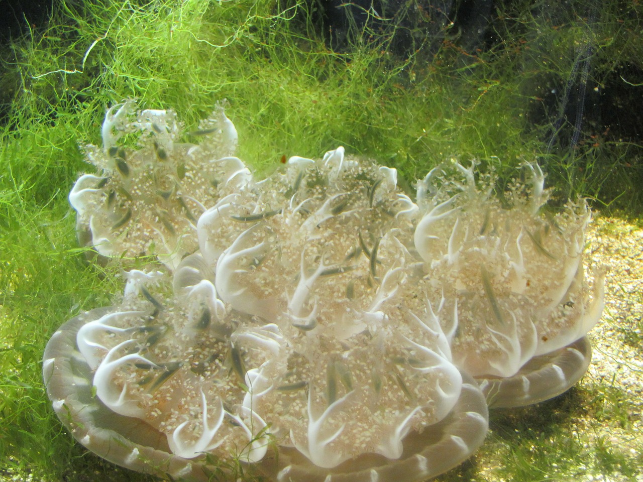 jellyfish aquarium underwater world free photo