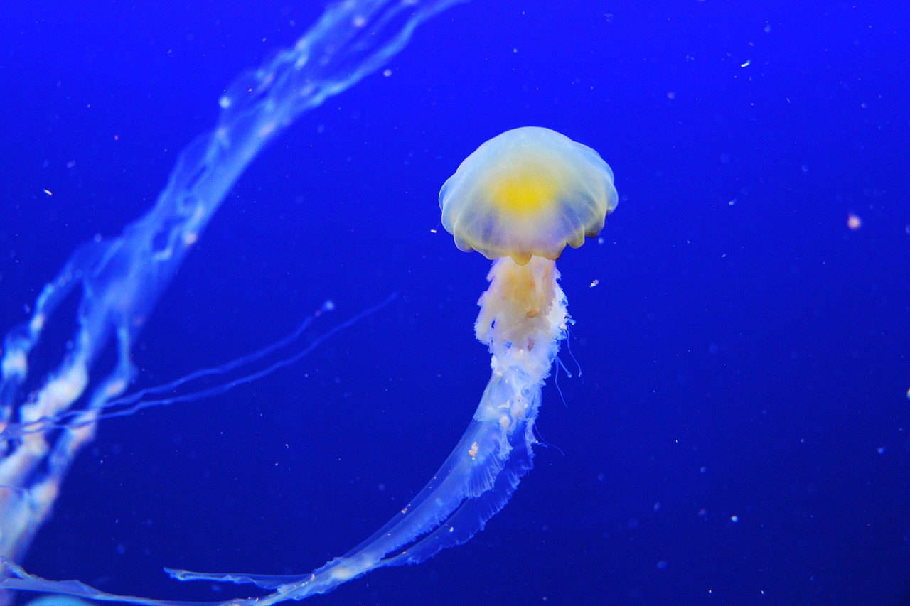 jellyfish fish blue free photo