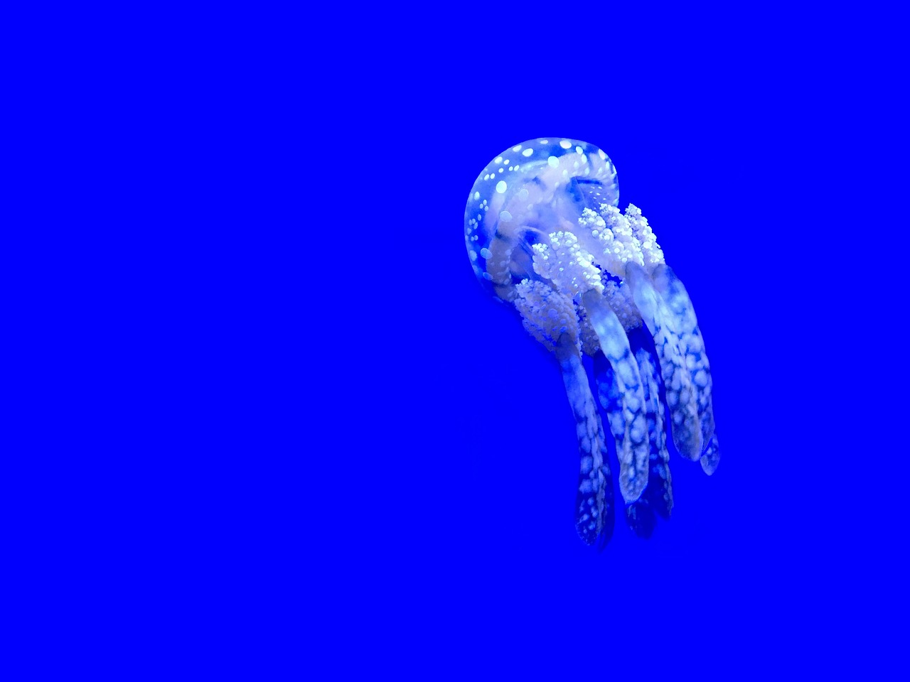 jellyfish aquatic animal free photo