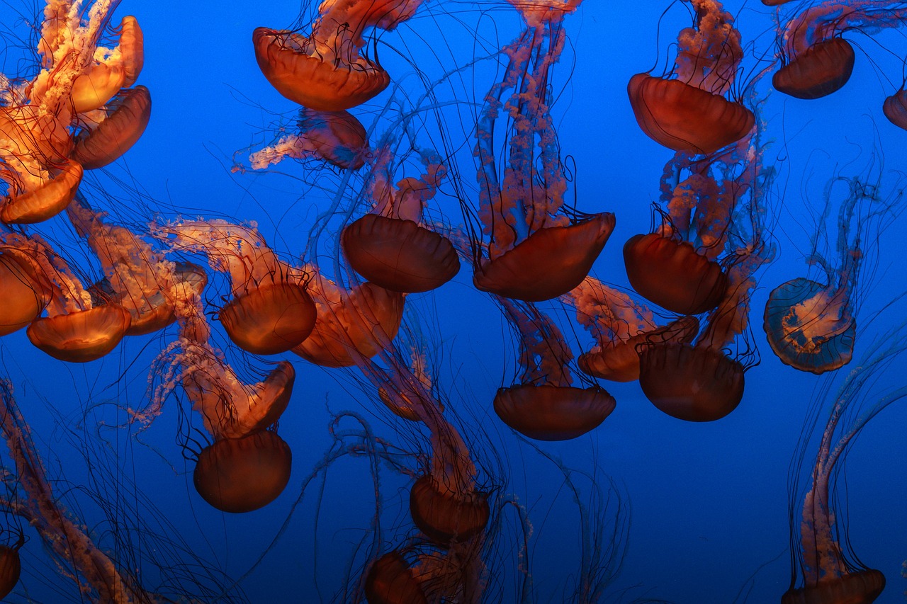 jellyfish aquatic animal free photo