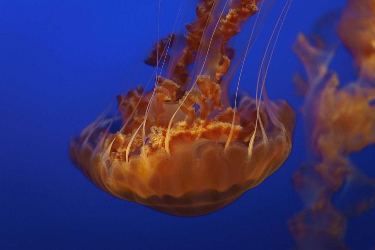 jellyfish aquatic animal free photo