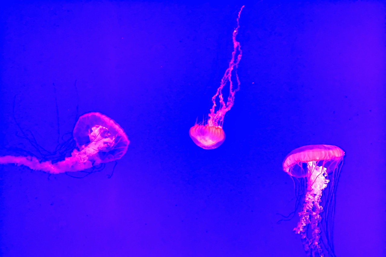 jellyfish underwater deep free photo