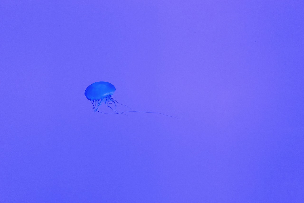 jellyfish underwater deep free photo