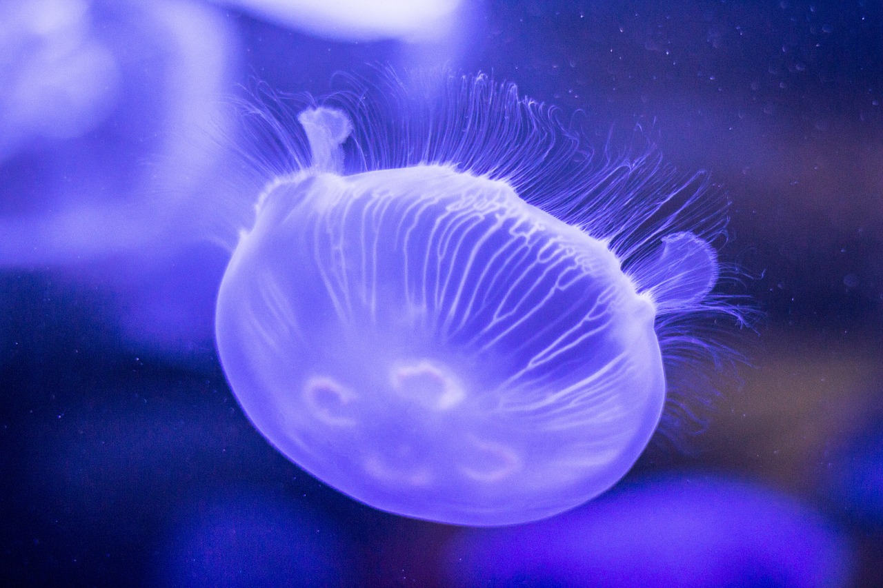 jellyfish underwater deep free photo
