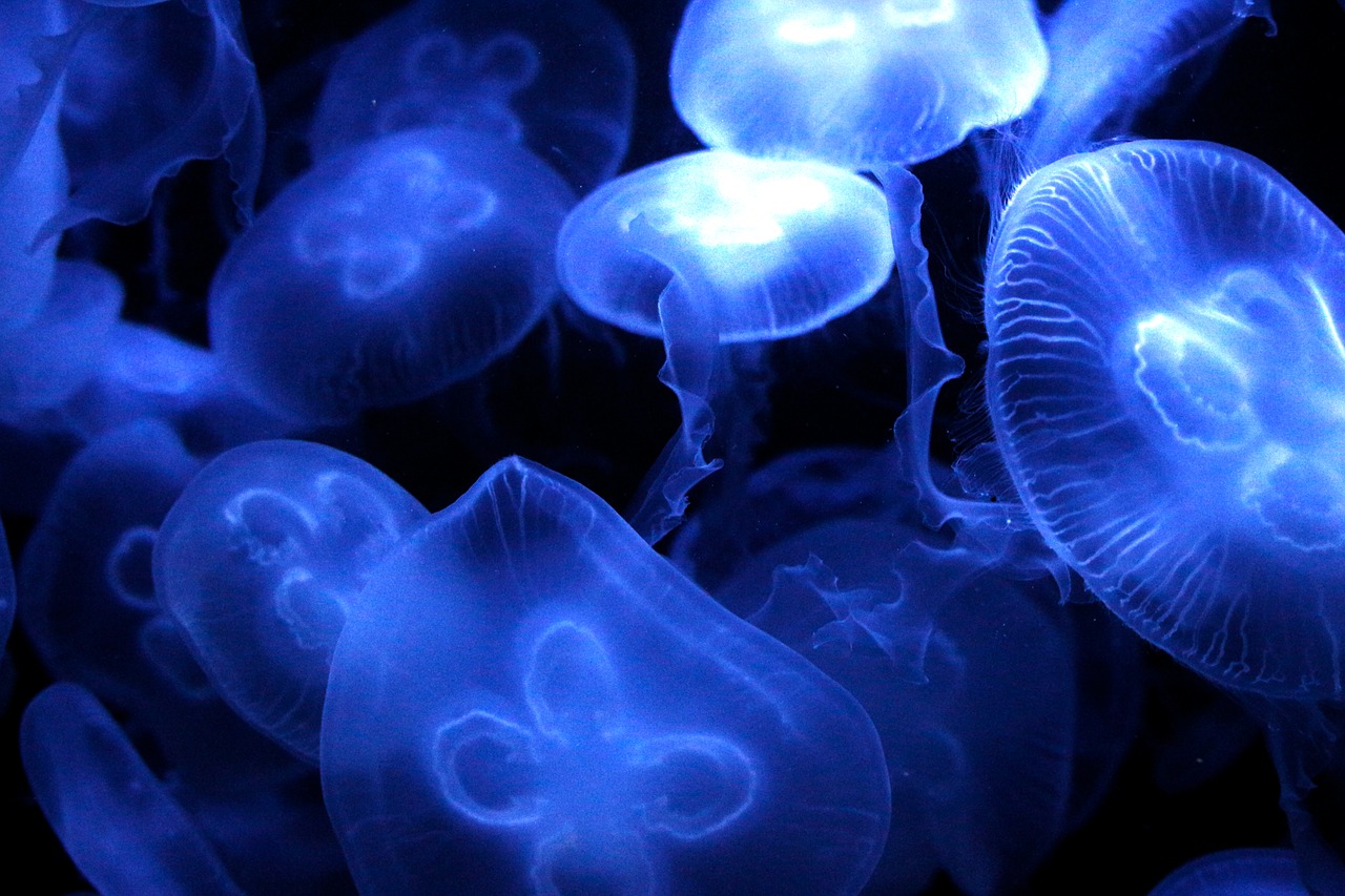 jellyfish sea diving free photo