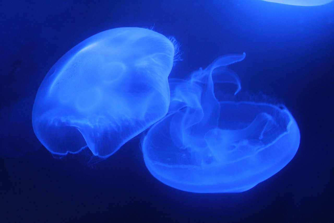 jellyfish marine aquarium blue free photo