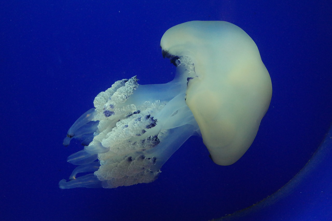 jellyfish under water creatures sea free photo
