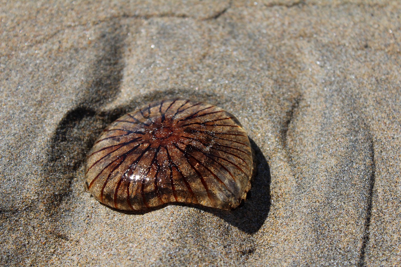 jellyfish sand beach free photo