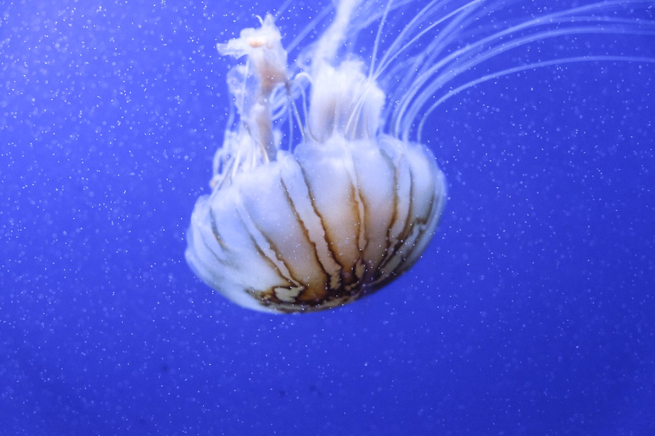 jellyfish aquarium blue free photo