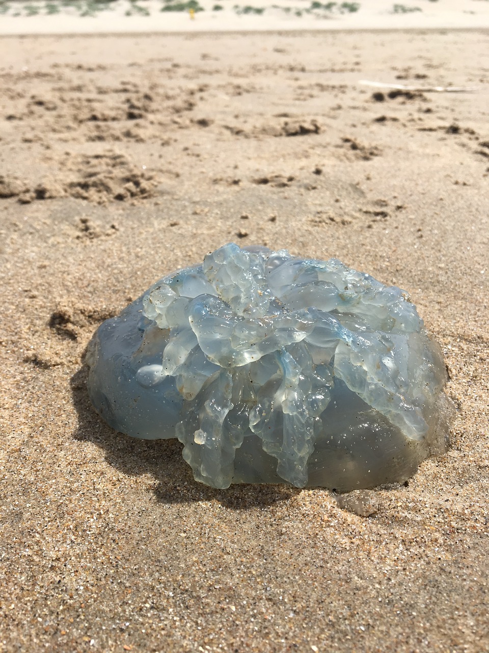 jellyfish beach sun free photo