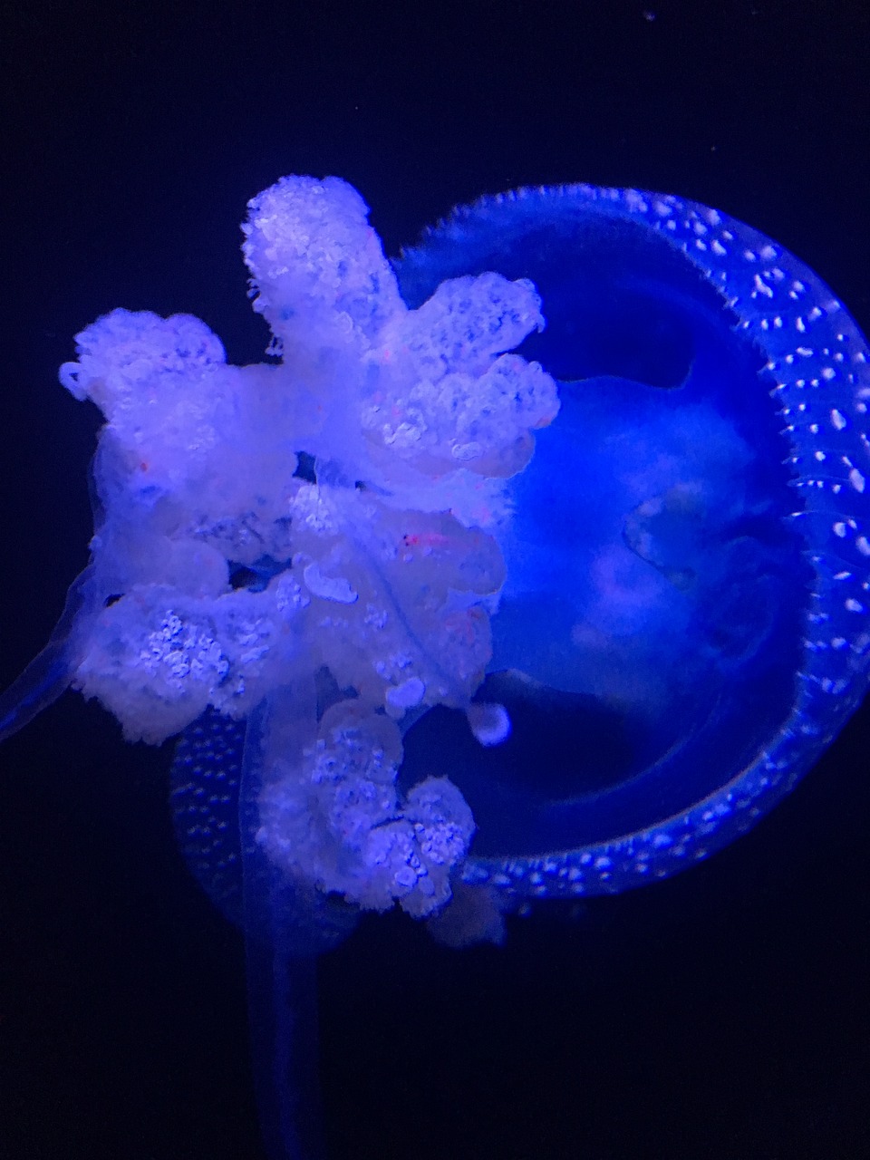 Медуза цена лайф. Аквариумные медузы. Океанариум медузы. Аквариум с медузами. Медузы в морском аквариуме.