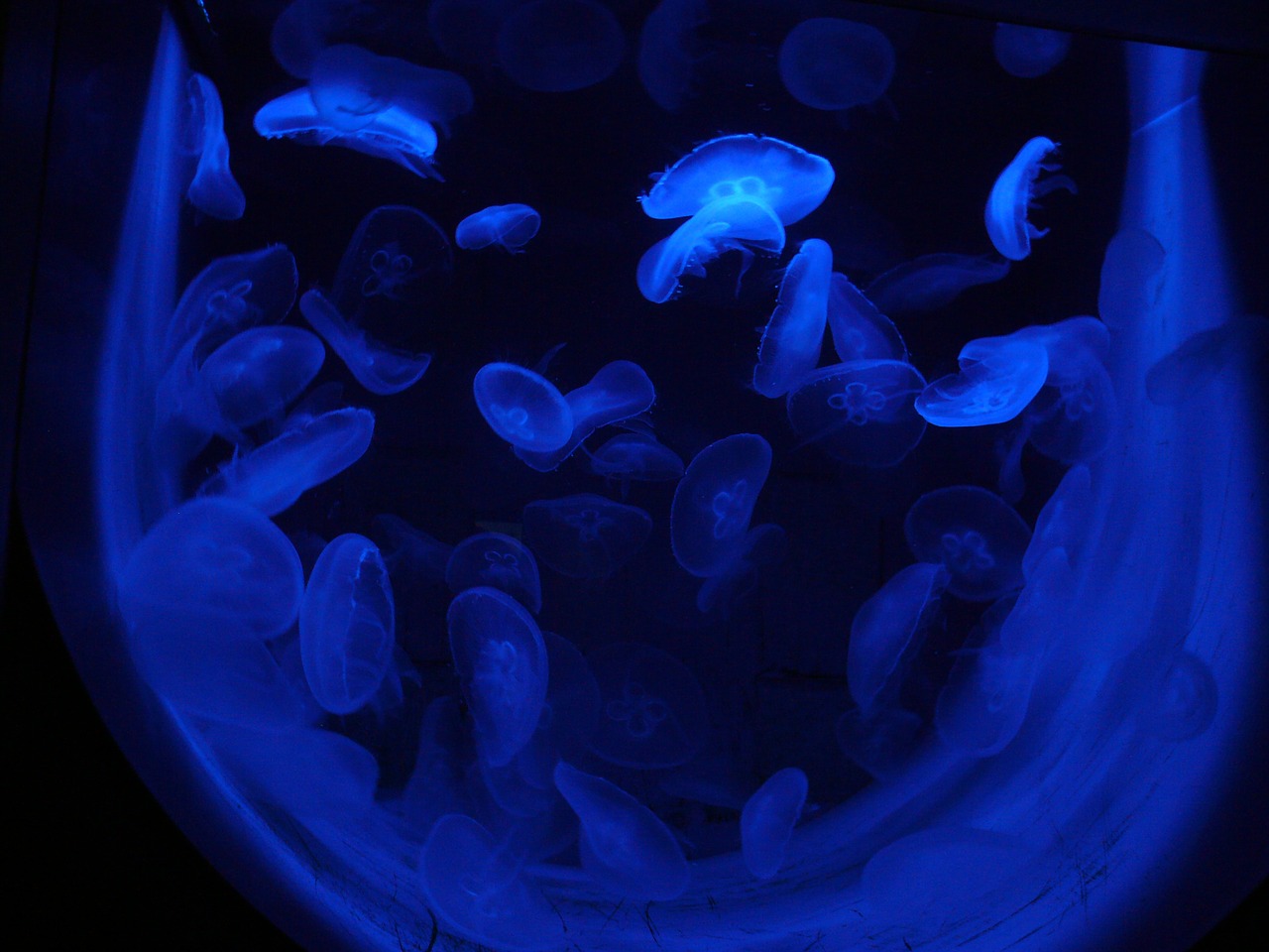 jellyfish luminous jellyfish light phenomenon free photo