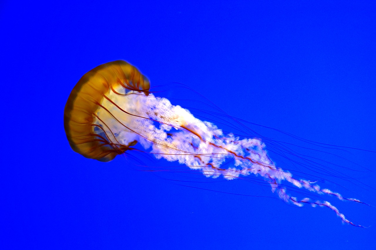 jellyfish aquarium schirmqualle free photo