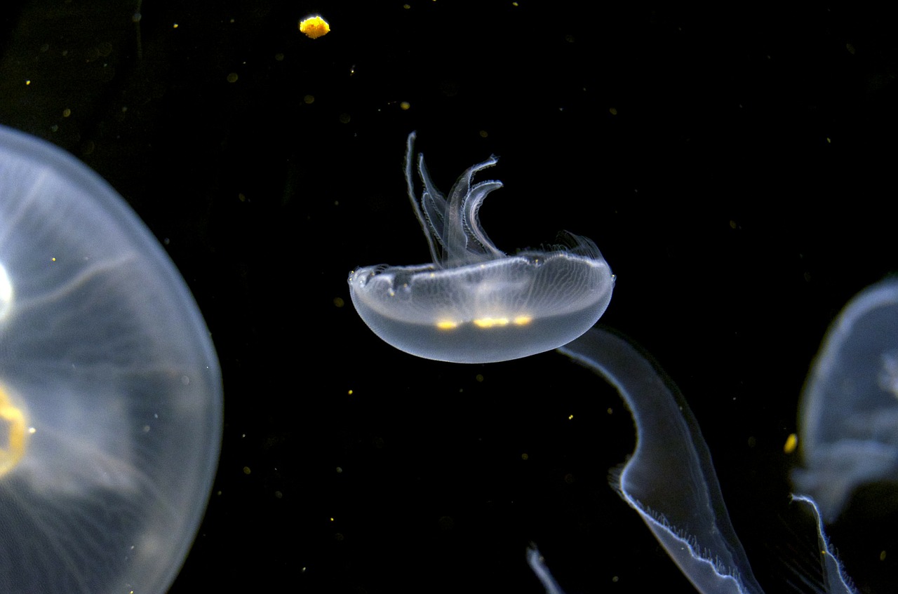 jellyfish aquarium underwater free photo