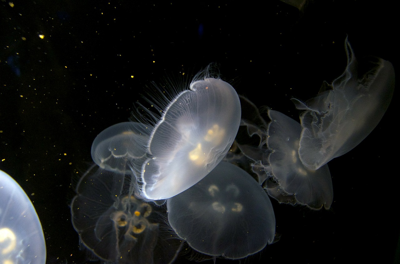 jellyfish aquarium underwater free photo