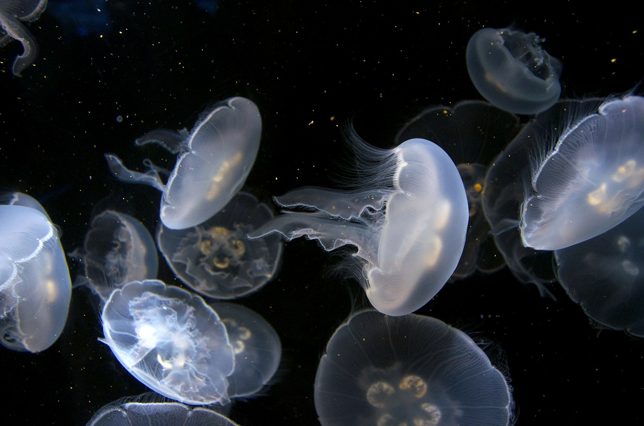 jellyfish aquarium underwater free photo