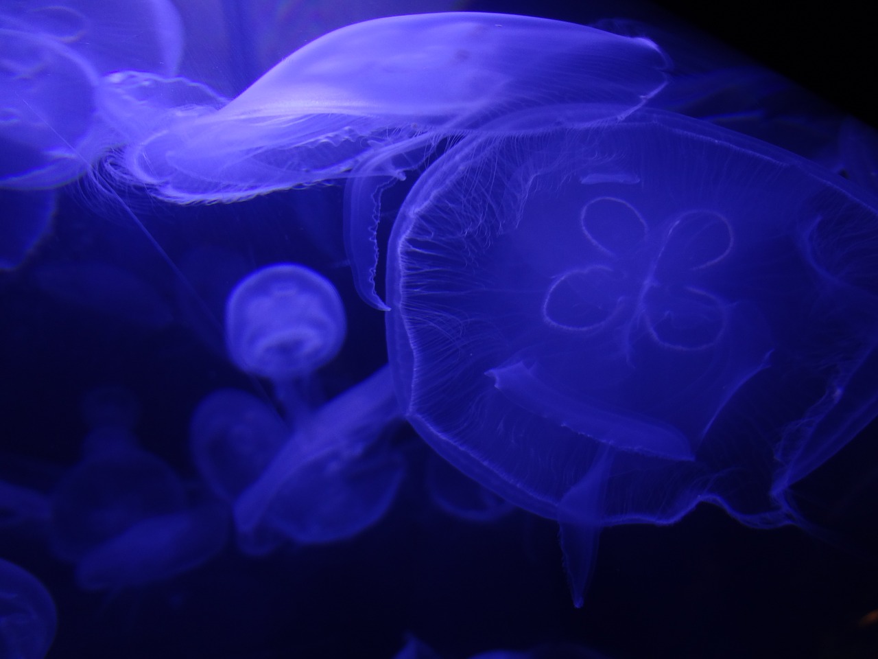 jellyfish sea ocean free photo