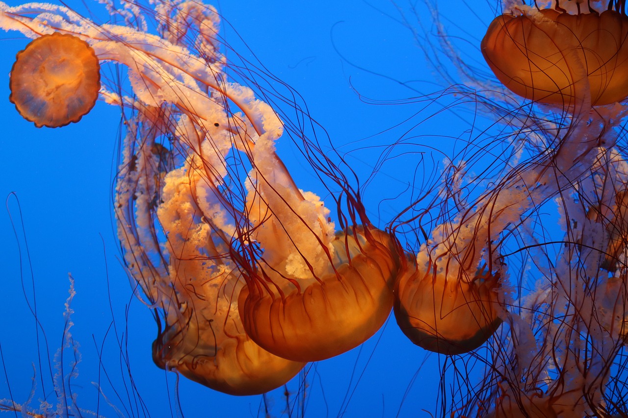 jellyfish aquarium orange free photo
