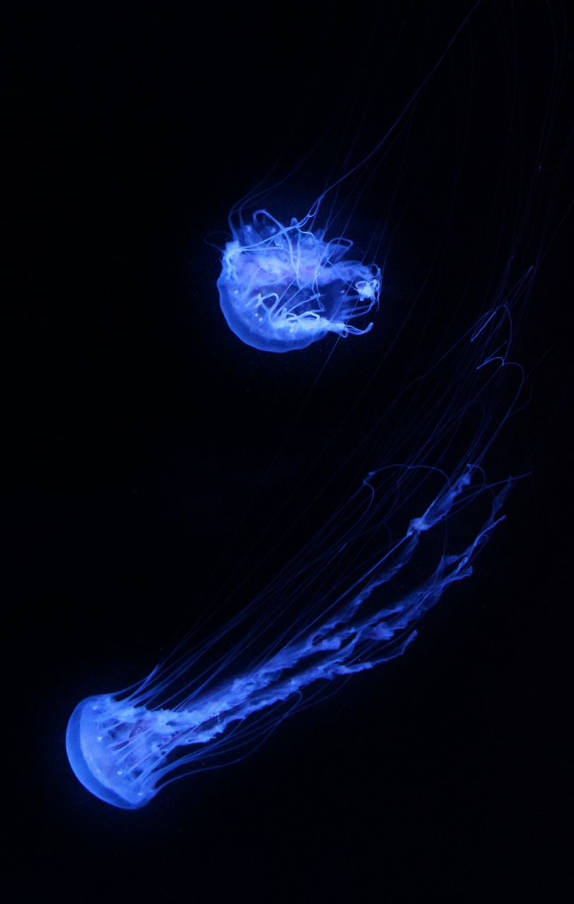 jellyfish aquarium underwater free photo