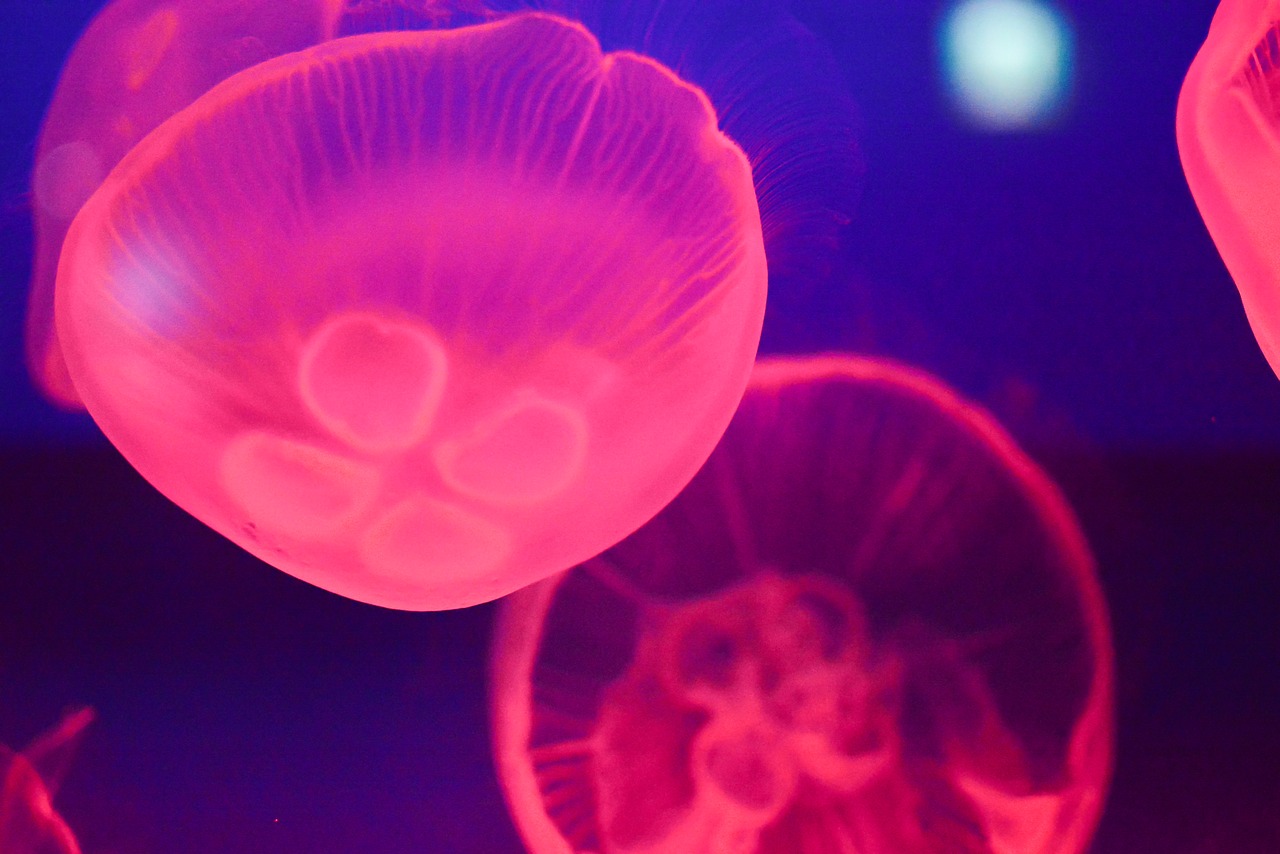 jellyfish aquarium fish tank free photo