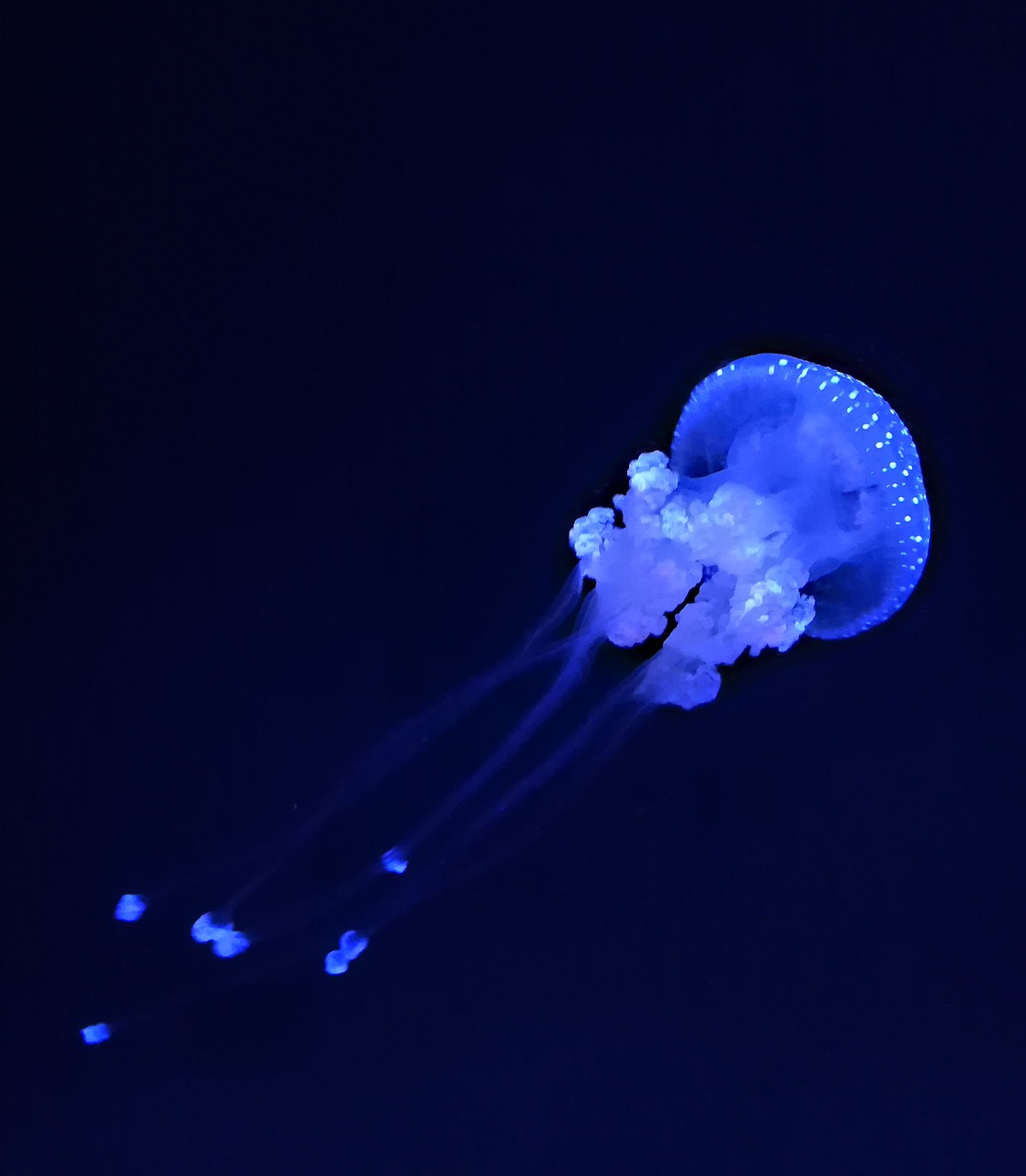 jellyfish ocean aquarium free photo