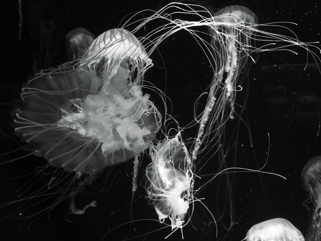 jellyfish ocean underwater free photo