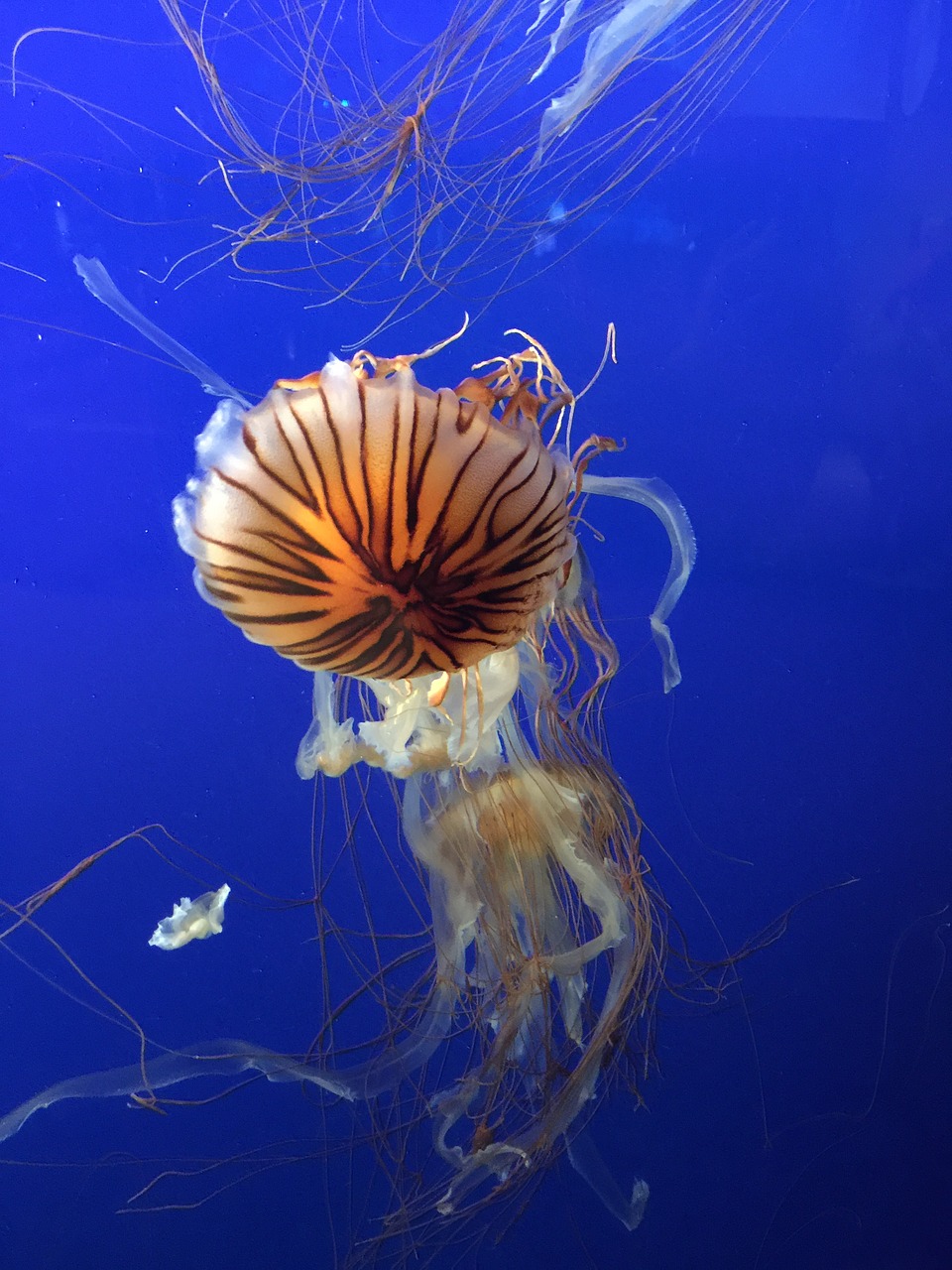 jellyfish sea salt water free photo