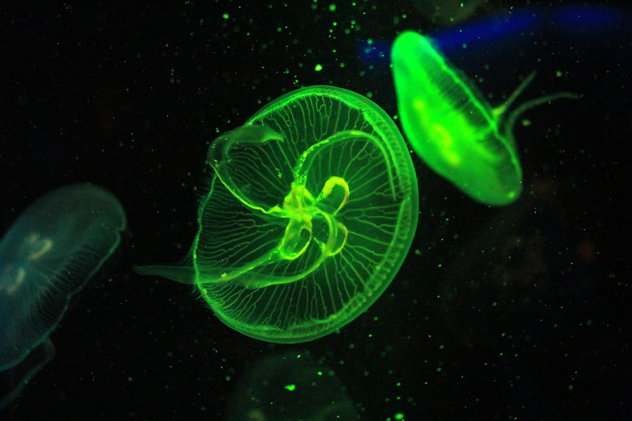 jellyfish zoo aquarium free photo