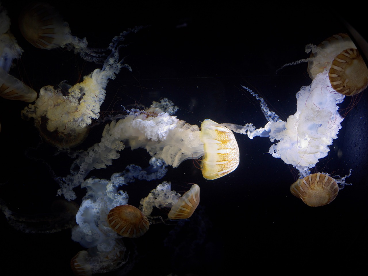 jellyfish aquarium kamo aquarium free photo