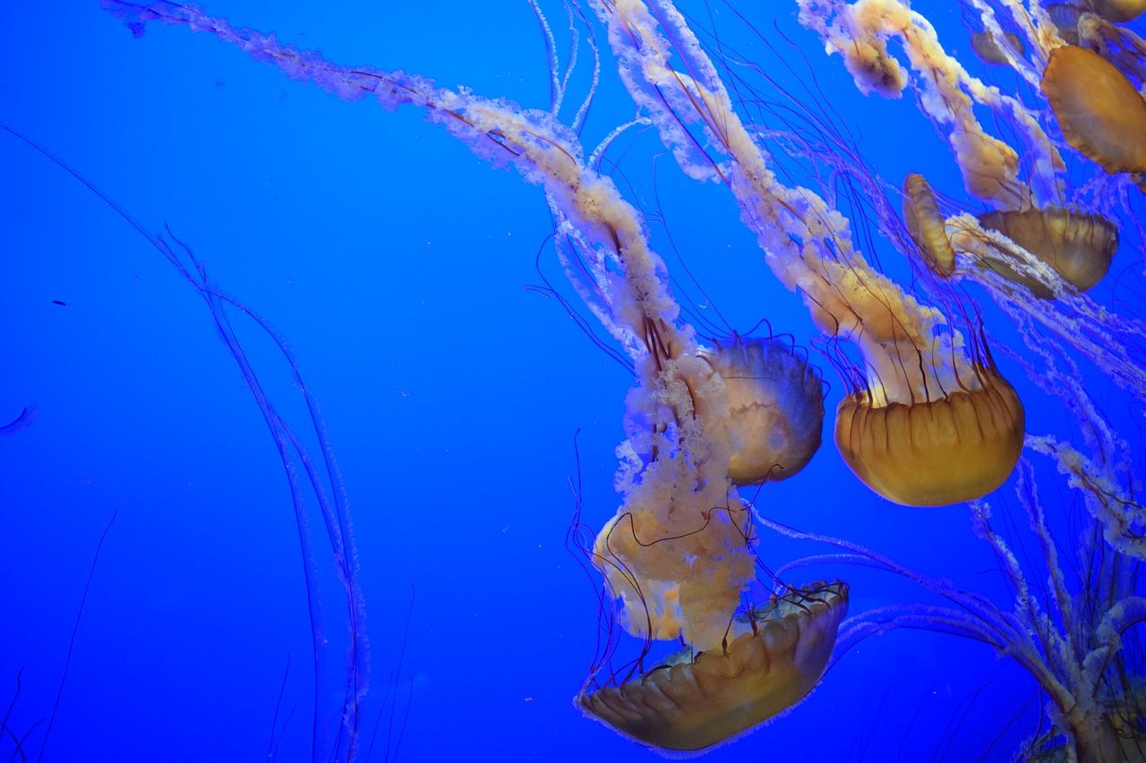 jellyfish ocean blue free photo