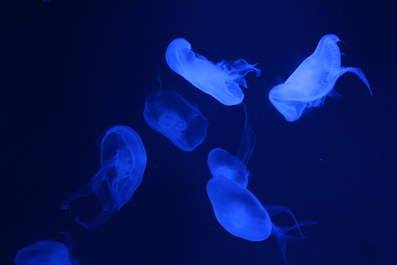 jellyfish oceanarium free pictures free photo