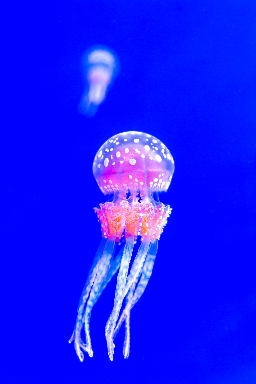 jellyfish desktop underwater free photo